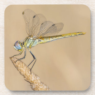 Porta-copo Skimmer Dragonfly Insect Female (CC BY 4.0) Bevera