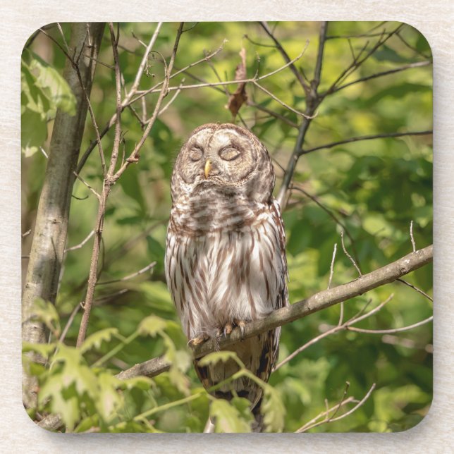 Porta-copo Sleepy Barred Owl (Frente)