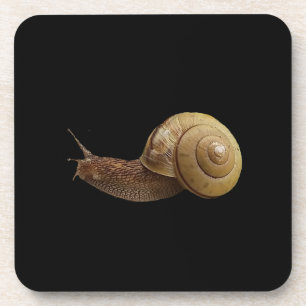 Porta-copo snail real photograph