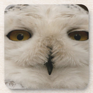 Porta-copo Snowy Owl