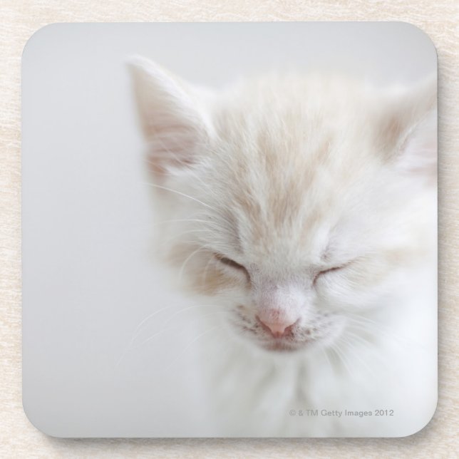 Porta-copo Sono branco do gatinho (Frente)