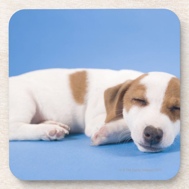 Porta-copo Sono do cão (Frente)