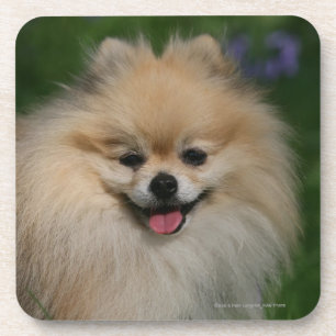 Porta-copo Sorriso de Pomeranian