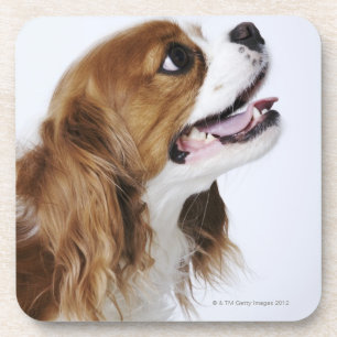 Porta-copo Spaniel de rei Charles descuidado
