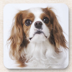 Porta-copo Spaniel de rei Charles descuidado que senta-se no