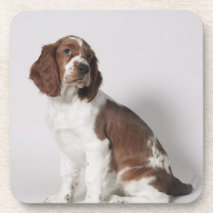 Porta-copo Spaniel de Springer