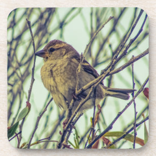 Porta-copo Sparrow na Árvore
