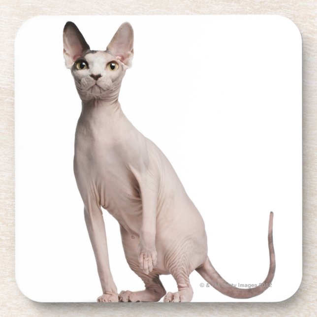 Porta-copo Sphynx (13 meses velho) (Frente)