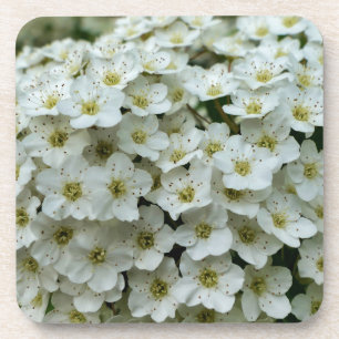 Porta-copo Spirea Arguta