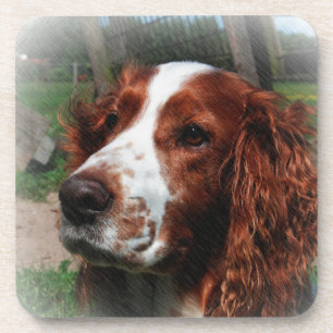 Porta-copo Springer Spaniel Dog Art