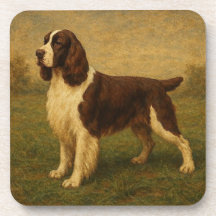 Springer Spaniel Inglês
