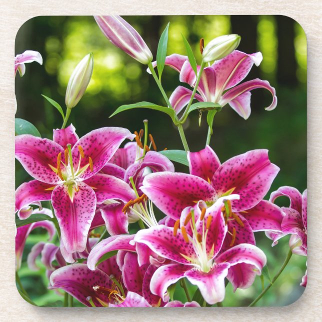 Porta-copo Stargazer Lily (Frente)