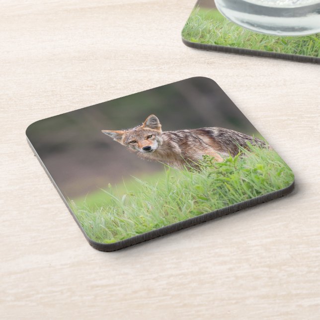 Porta-copo Staring Brown Coyote, em um campo (Left Side)