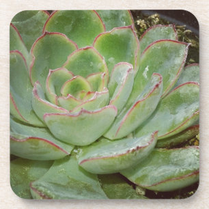 Porta-copo Suculento, Hen e Pintinhos