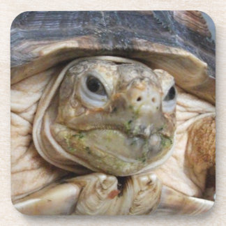 Porta-copo Sulcata Tortoise Face Close-up Beverage