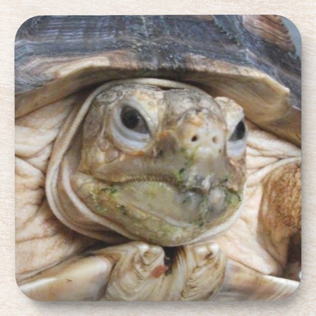 Porta-copo Sulcata Tortoise Face Close-up Beverage (Frente)