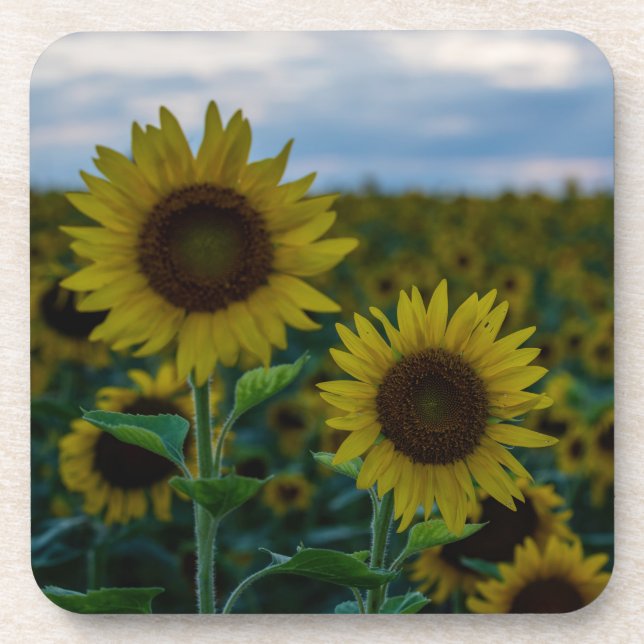 Porta-copo Sunflower Duo Close Up (Frente)