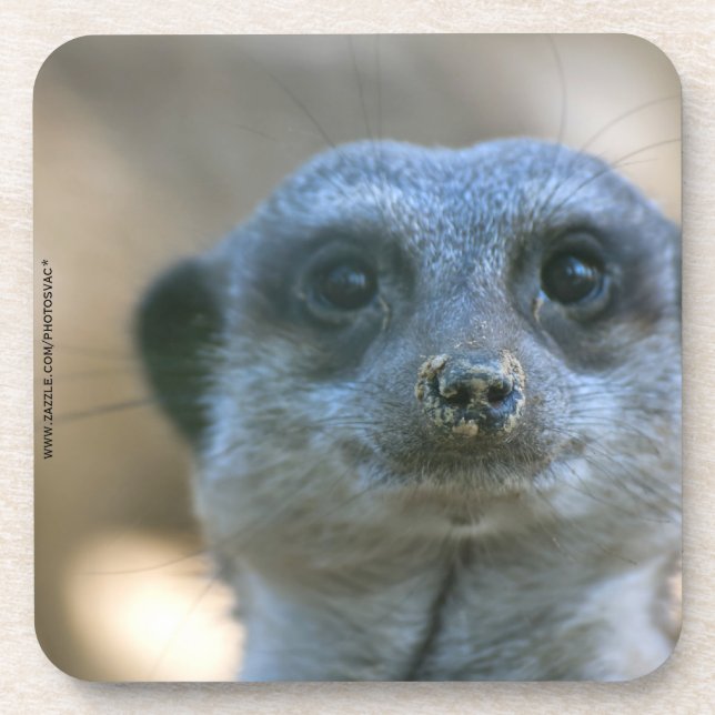 Porta-copo Suricata engraçada (Frente)