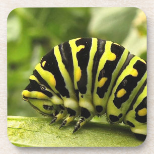 Porta-copo Swallowtail preto Caterpillar