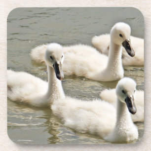 Porta-copo Swan Cygnets Nadando