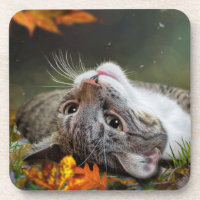 Tabby Gato de Sonhar com Gato em uma Floresta Auto