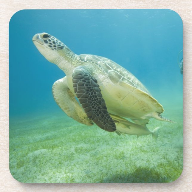 Porta-copo Tartaruga (Frente)