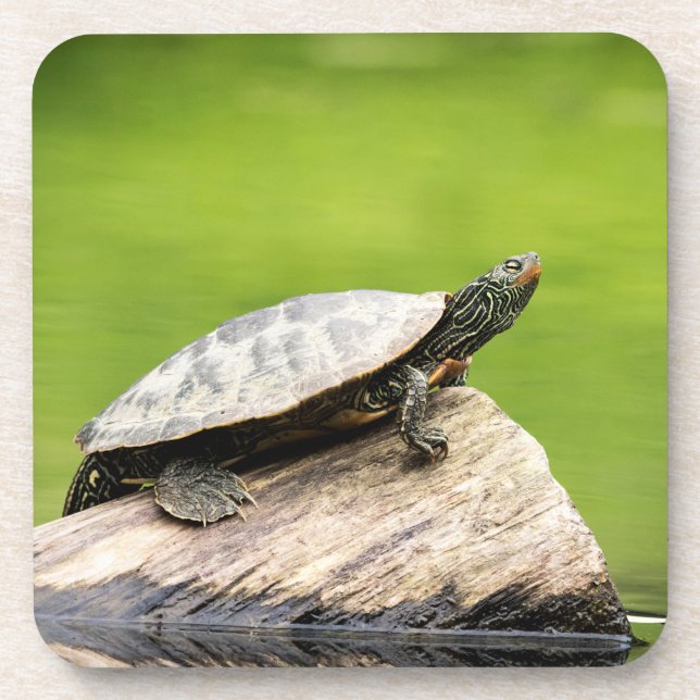Porta-copo Tartaruga pintada em um tronco (Frente)