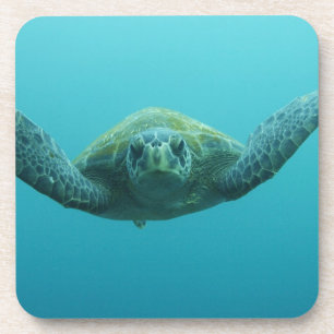 Porta-copo Tartaruga Verde (Chelonia mydas agassisi), Central