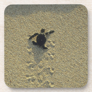 Porta-copo Tartaruga Verde, (Chelonia mydas), filhote