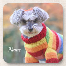 Teacup Schnauzer Puppy Dog em um Sweater