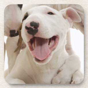 Porta-copo Terrier de Bull alegres