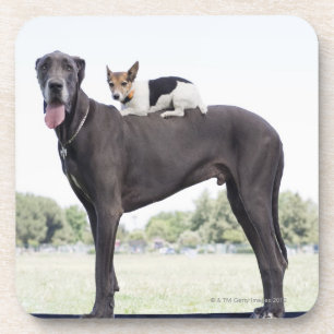 Porta-copo Terrier de Russell na parte traseira de great dane