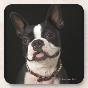 Porta-copo Terrier de sorriso de Boston com colar