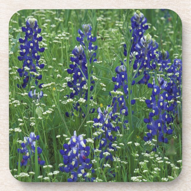 Porta-copo Texas, Lago Buchanan. Texas Bluebonnet e Wild (Frente)