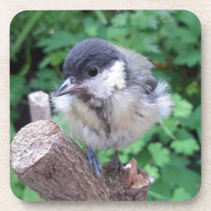 Porta-copo Tidi, meu Pássaro, o Parus Major