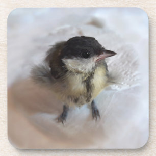Porta-copo Tidi, meu Pássaro, o Parus Major