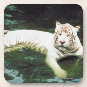 Porta-copo Tigre branco que nada pacificamente