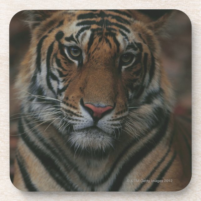 Porta-copo Tigre Cub (Frente)