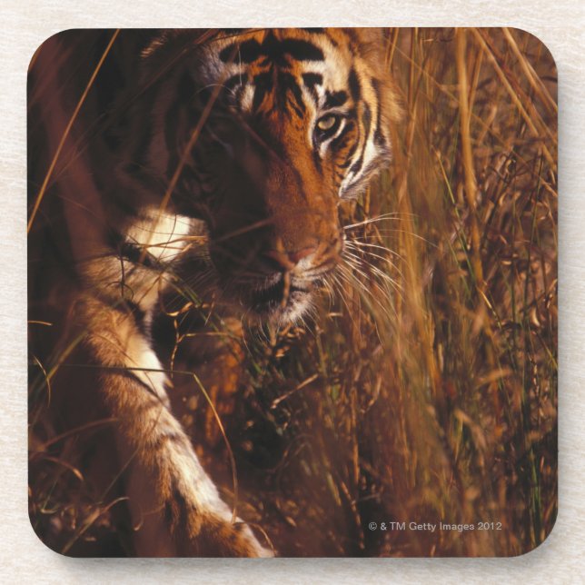 Porta-copo Tigre de Bengal (Frente)