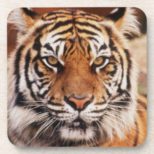 Porta-copo Tigre-de-sumatra