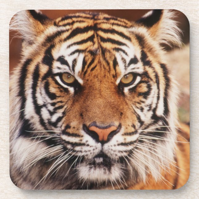 Porta-copo Tigre-de-sumatra (Frente)