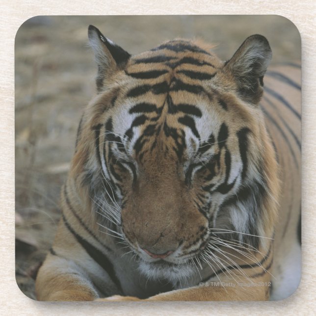 Porta-copo Tigre do sono (Frente)