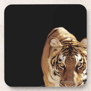 Porta-copo Tigre (Panthera tigris)
