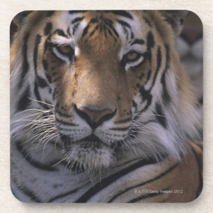 Porta-copo Tigre (Panthera tigris), fim-acima da cabeça,