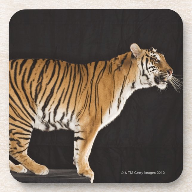 Porta-copo Tigre que está na plataforma (Frente)