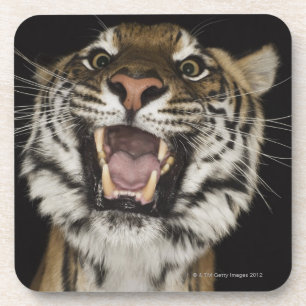 Porta-copo Tigre que ruje 2