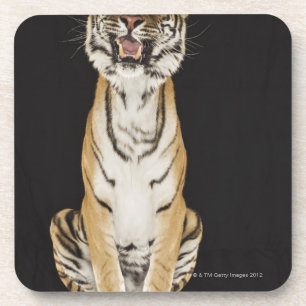 Porta-copo Tigre que senta-se na plataforma