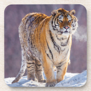 Porta-copo Tigre siberiano na neve, China