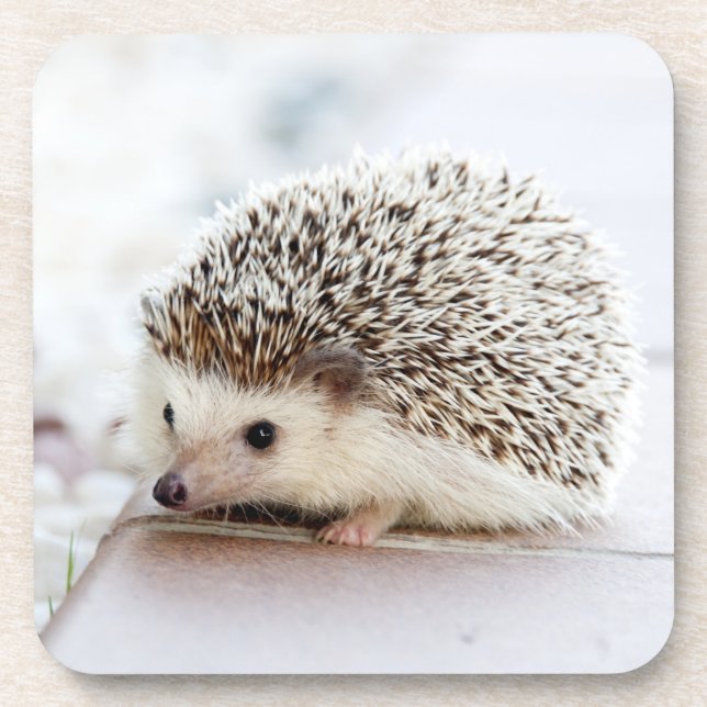 Porta-copo Tiny Hedgehog (Frente)