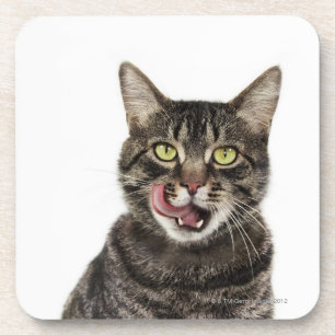 Porta-copo Tiro principal de uma lambedura doméstica